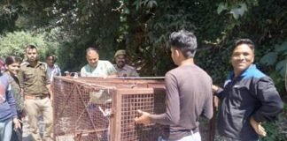 चंबा में बंदरों का आतंक, वन विभाग की टीम ने आज पकड़े बंंदर, राहगीरों ने ली राहत की सांस