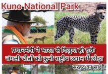 कुनो नेशनल पार्क में प्रधानमंत्री ने नामीबिया से लाए गए भारत से विलुप्त हो चुके जंगली चीतों को छोड़ा