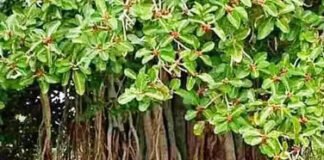 बरगद (Ficus benghalensis) (बट) {Bargad} एक गुणकारी वृक्ष है, जिसका उपयोग विभिन्न रोंगों के उपचार में किया जाता है