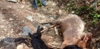 उपली रमोली दीन गांव में दो दर्जन बकरियों को बाघ ने निवाला