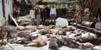 बड़ी खबरः बाघ ने 35 बकरियों को बनाया निवाला, गरीब को आजीविका का संकट