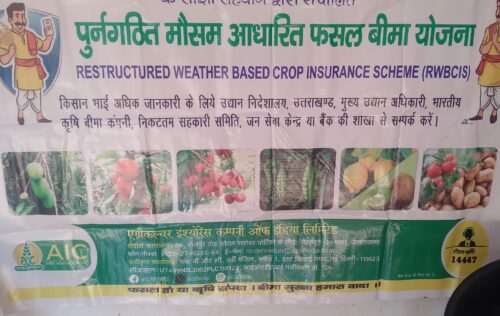 जब कुछ बोयेंगे तभी तो काटेंगे भी!  भेंट वार्ता, खरीदे मटर के बीज