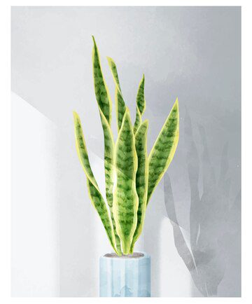स्नेक प्लांट के फायदे (Advantages of Snake Plant) इसे घर पर जरूर लगाएं, आपके स्वास्थ्य को म‍िलेंगे कई लाभ